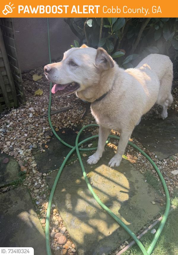 Found/Stray Unknown Dog last seen Mars hill and old mountain road, Cobb County, GA 30127