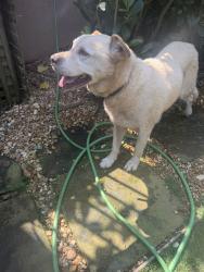 Found/Stray Unknown Dog last seen Mars hill and old mountain road, Cobb County, GA 30127
