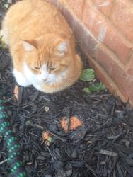 Reunited Male Cat last seen Nassau Lane in Country Club estates off Kathwood, Athens, GA 30607