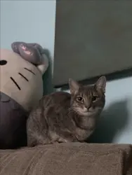 Reunited Female Cat last seen 39th PL between Queens Blvd and 47th Ave, Queens, NY 11104