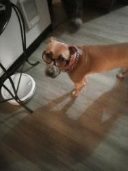 Lost Female Dog last seen South Palouse Highway & Regal, Spokane, WA 99223