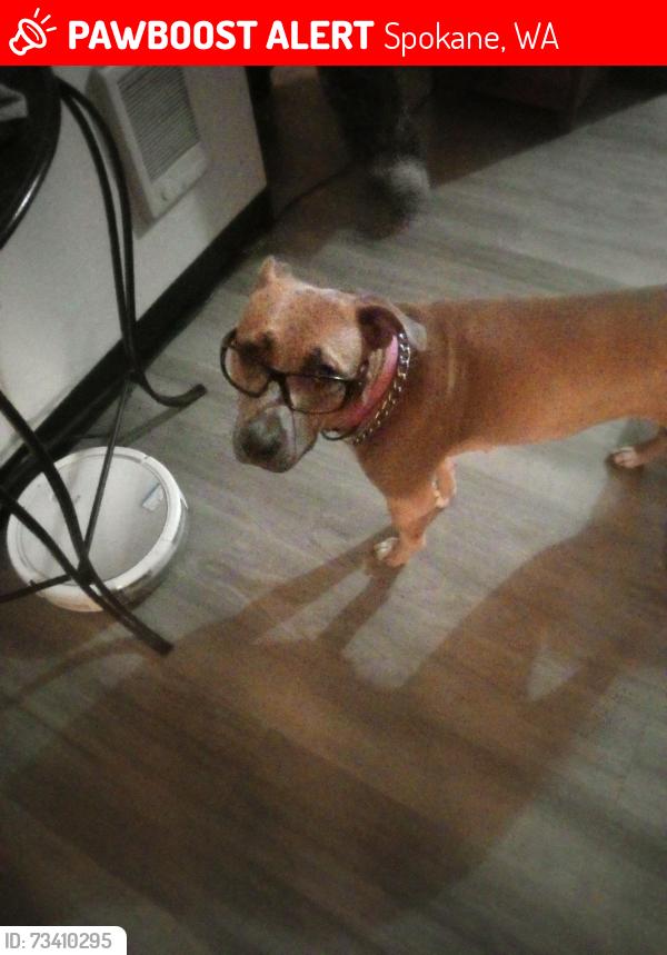 Lost Female Dog last seen South Palouse Highway & Regal, Spokane, WA 99223