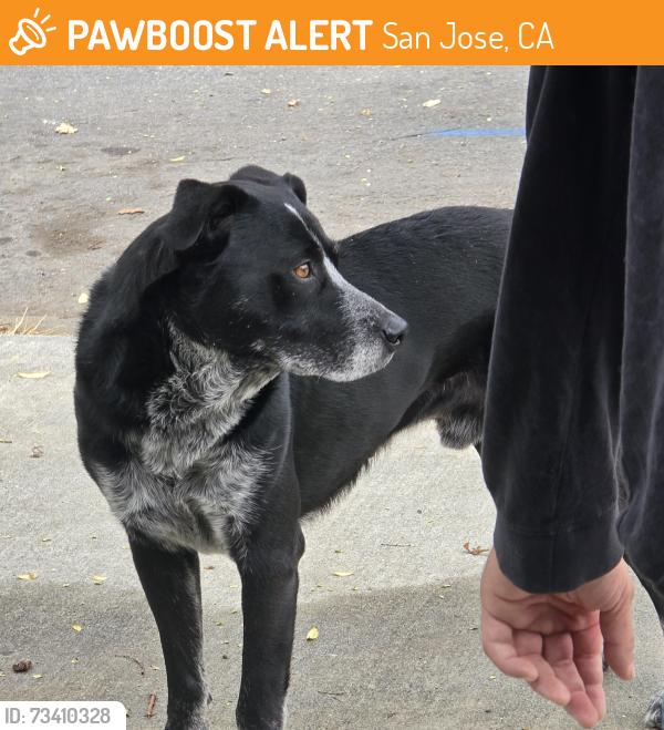 Found/Stray Male Dog last seen Saint James and north 6th street, San Jose, CA 95112