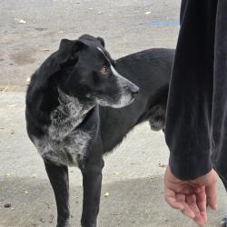 Found/Stray Male Dog last seen Saint James and north 6th street, San Jose, CA 95112