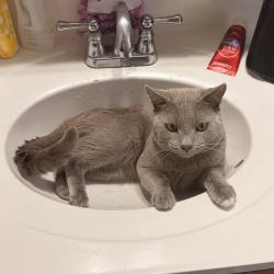 Lost Male Cat last seen Rockmere Garden, Lynn, MA 01905
