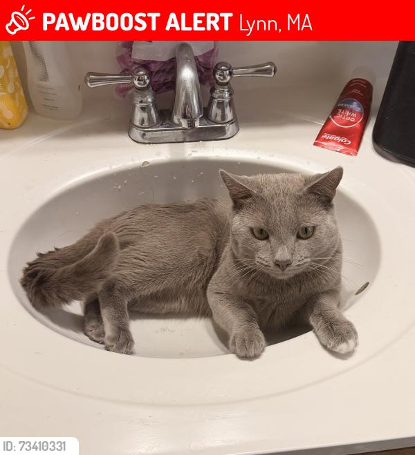 Lost Male Cat last seen Rockmere Garden, Lynn, MA 01905