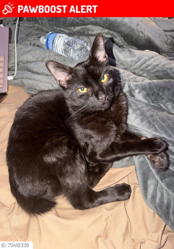 Lost Male Cat last seen The dumpsters in pointe grand apmts, Spartanburg County, SC 29301