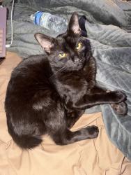Lost Male Cat last seen The dumpsters in pointe grand apmts, Spartanburg County, SC 29301
