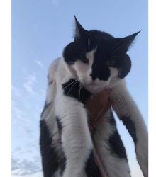 Lost Male Cat last seen Folsom by vista Del Lago High, Folsom, CA 95630