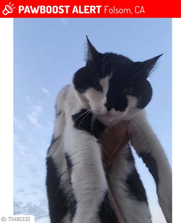 Lost Male Cat last seen Folsom by vista Del Lago High, Folsom, CA 95630