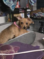 Reunited Female Dog last seen Near E Baseline Rd, Mesa, AZ 85206, USA, Mesa, AZ 85206