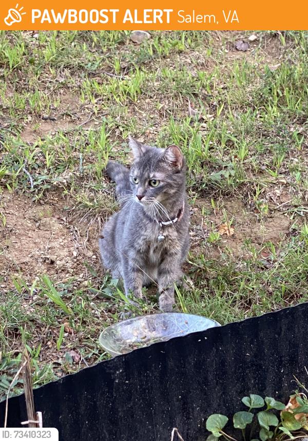 Found/Stray Female Cat last seen Kroger Lakeside, Salem, VA 24153