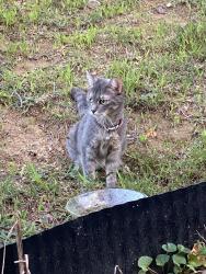 Found/Stray Female Cat last seen Kroger Lakeside, Salem, VA 24153