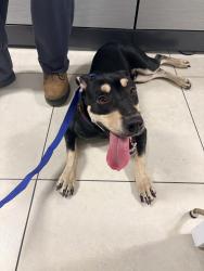 Found/Stray Male Dog last seen Margate, North Lauderdale, FL 33068