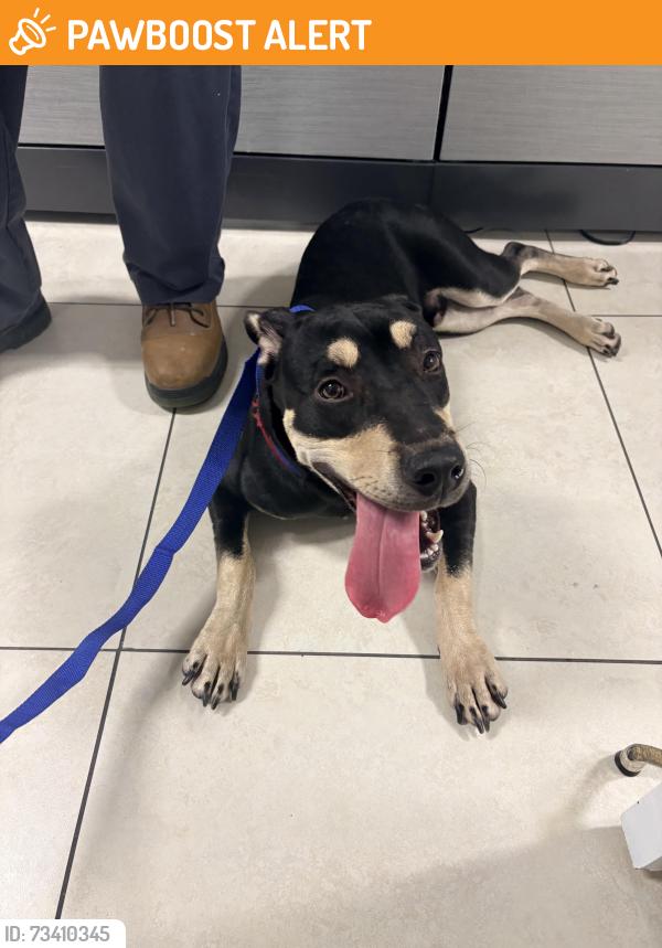 Found/Stray Male Dog last seen Margate, North Lauderdale, FL 33068