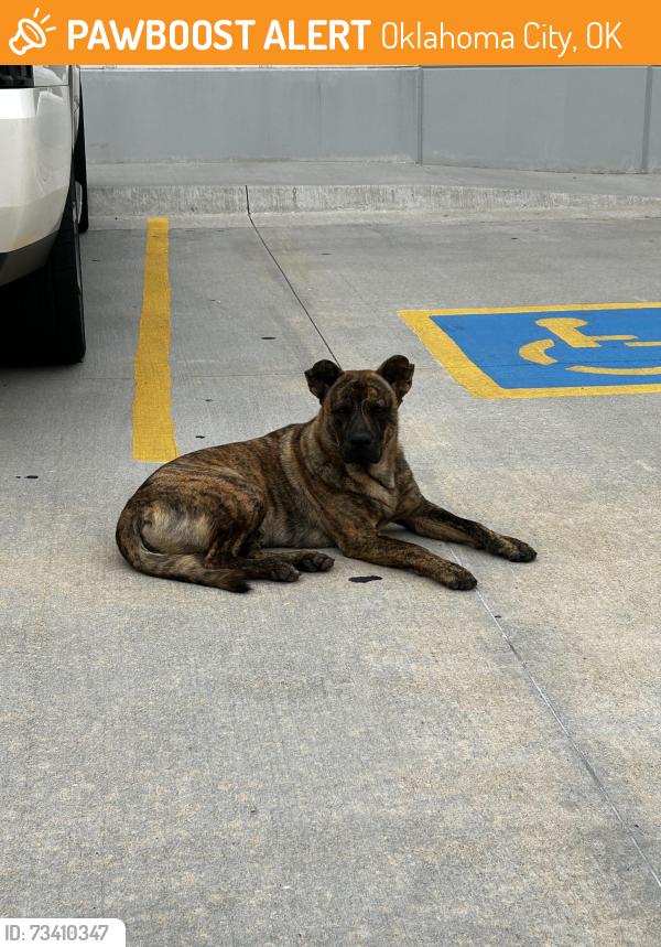 Found/Stray Male Dog last seen Kids City Indoor Playground, Oklahoma City, OK 73139