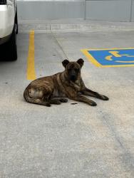 Found/Stray Male Dog last seen Kids City Indoor Playground, Oklahoma City, OK 73139