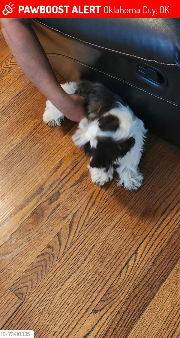 Lost Female Dog last seen Nw, Oklahoma City, OK 73107