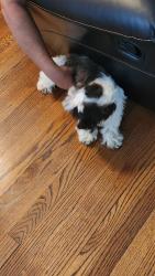 Lost Female Dog last seen Nw, Oklahoma City, OK 73107