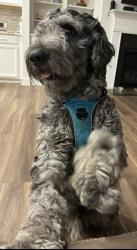 Reunited Male Dog last seen West Forsyth high school, Forsyth County, GA 30040