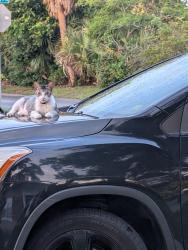 Reunited Male Cat last seen Alton Ave and Santee St. 32804, Orlando, FL 32804