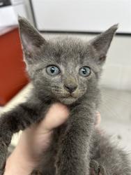 Shelter Stray Female Cat last seen , 1601 Airport Rd, Shelby, NC 28150, USA