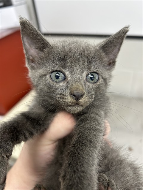 Shelter Stray Female Cat last seen , 1601 Airport Rd, Shelby, NC 28150, USA