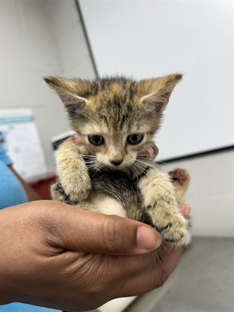 Shelter Stray Female Cat last seen , 1601 Airport Rd, Shelby, NC 28150, USA
