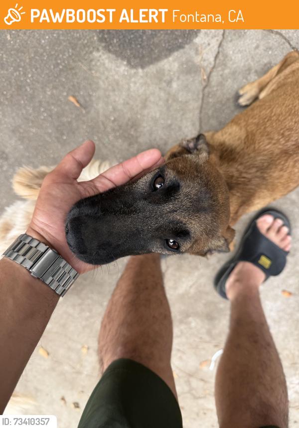 Found/Stray Female Dog last seen Redwood foothill, Fontana, CA 92335