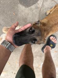 Found/Stray Female Dog last seen Redwood foothill, Fontana, CA 92335