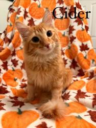 Shelter Stray Male Cat last seen ST PETERS, 4850 Mid Rivers Mall Dr, St Peters, MO 63376, USA