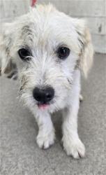 Shelter Stray Male Dog last seen CALIFORNIA ST X 210 EXIT, 333 Chandler Pl, San Bernardino, CA 92408, USA