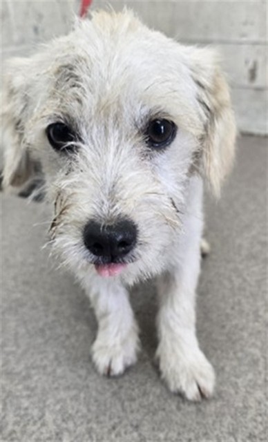 Shelter Stray Male Dog last seen CALIFORNIA ST X 210 EXIT, 333 Chandler Pl, San Bernardino, CA 92408, USA