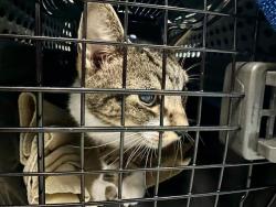 Shelter Stray Female Cat last seen DORCHESTER, 350 S Huntington Ave, Jamaica Plain, MA 02130, USA