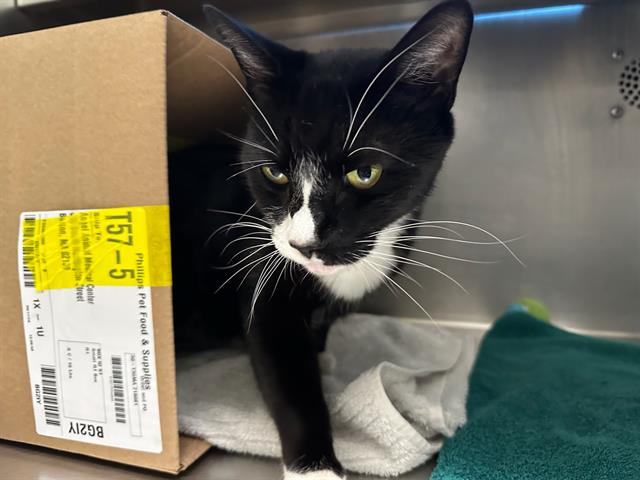Shelter Stray Male Cat last seen DORCHESTER, 350 S Huntington Ave, Jamaica Plain, MA 02130, USA