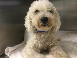 Shelter Stray Male Dog last seen CRESTMORE RD/MISSION BLVD, 6851 Van Buren Boulevard, Jurupa Valley, CA 92509, USA