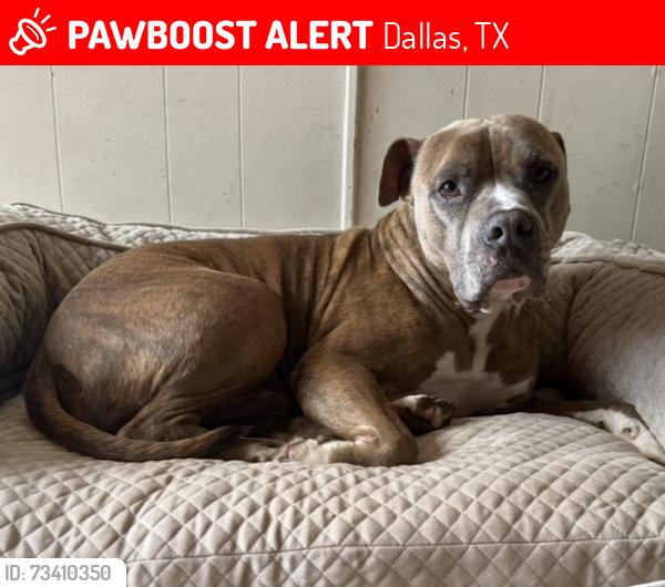 Lost Male Dog last seen Western park dr, Dallas, TX 75211