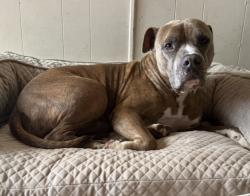 Lost Male Dog last seen Western park dr, Dallas, TX 75211