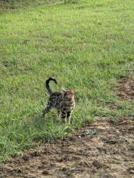 Lost Male Cat last seen Forest Park, La Grange, KY 40031