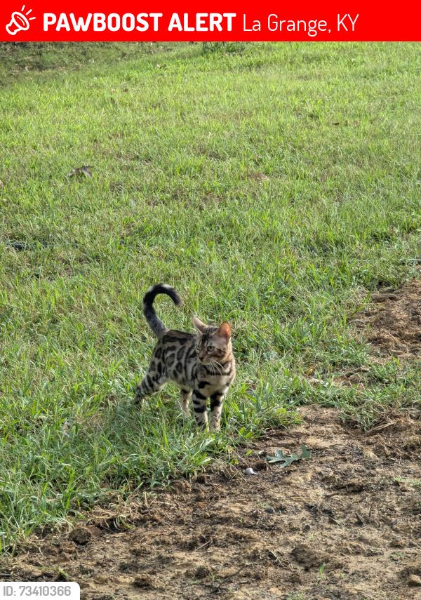 Lost Male Cat last seen Forest Park, La Grange, KY 40031
