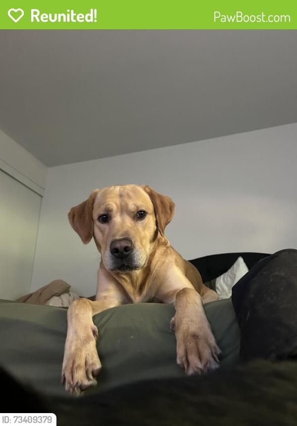 Reunited Male Dog last seen NE waterfront street, Newberg, OR 97132