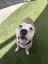 Shelter Stray Female Dog last seen Near BLOCK NW 66TH ST, 3599 NW 79th Ave, Doral, FL 33122, USA