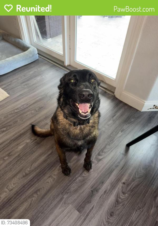 Reunited Male Dog last seen Power and baseline, Mesa, AZ 85009
