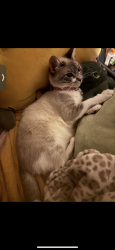 Lost Female Cat last seen Clarkson and gage, Bell, CA 90201