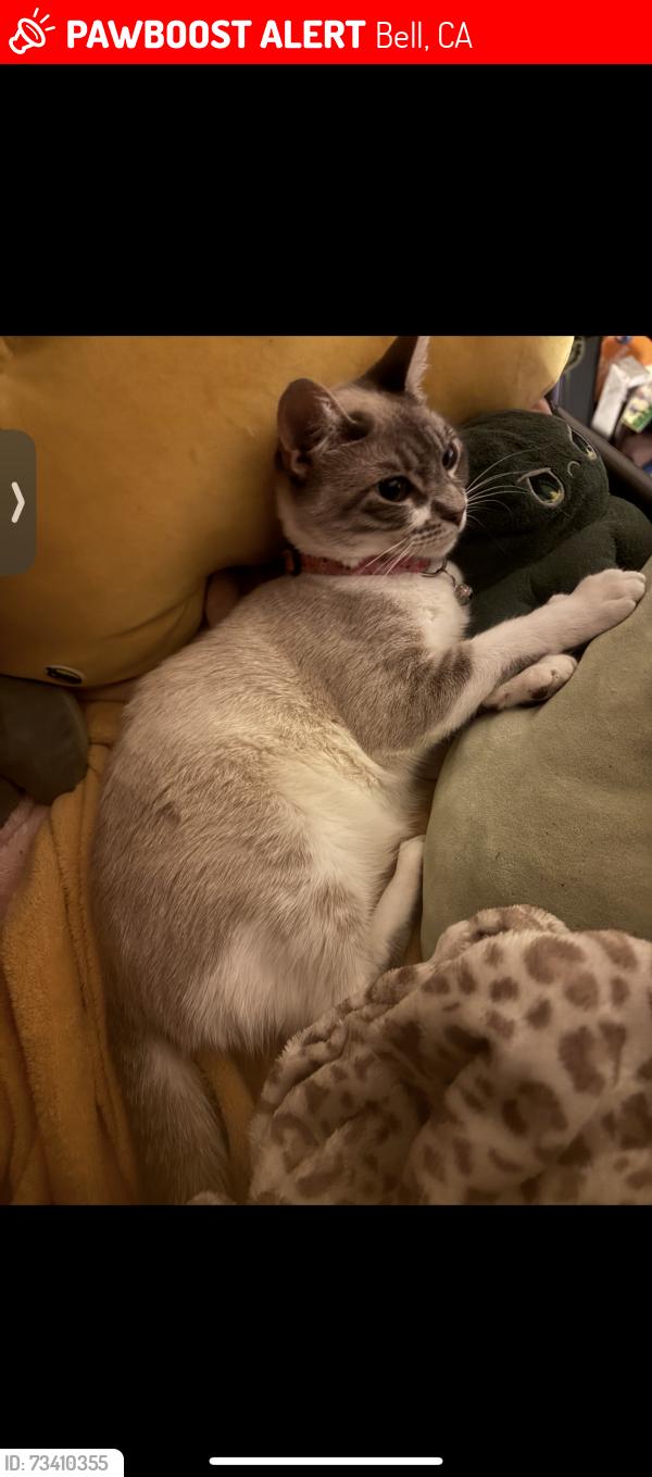 Lost Female Cat last seen Clarkson and gage, Bell, CA 90201