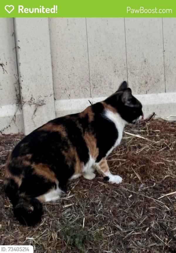 Reunited Unknown Cat last seen North & Broadway, Escondido, CA 92026