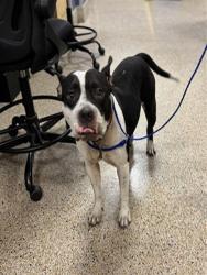 Shelter Stray Female Dog last seen Near BLOCK NW 12 ST, 3599 NW 79th Ave, Doral, FL 33122, USA