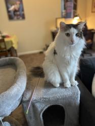 Lost Male Cat last seen Oakridge blvd and valley oaks dr, Harker Heights, TX 76548