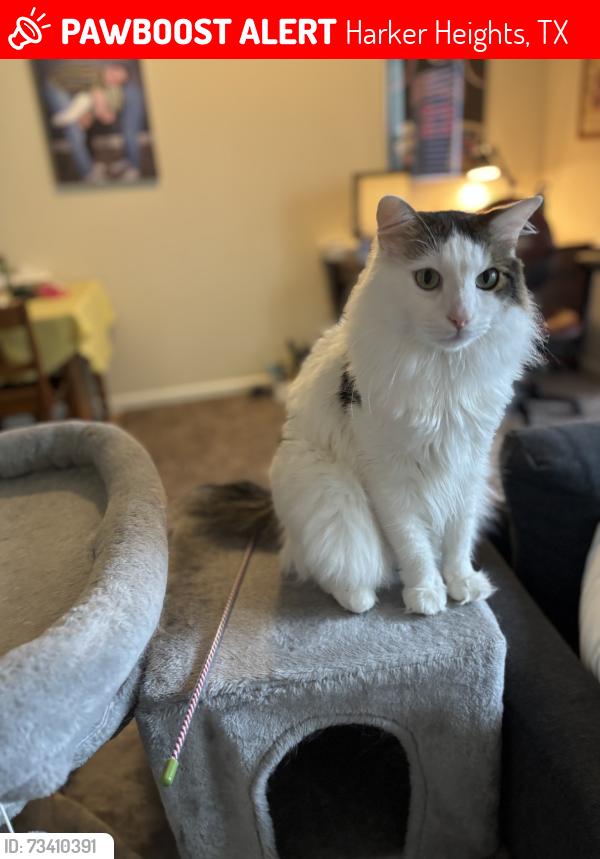 Lost Male Cat last seen Oakridge blvd and valley oaks dr, Harker Heights, TX 76548