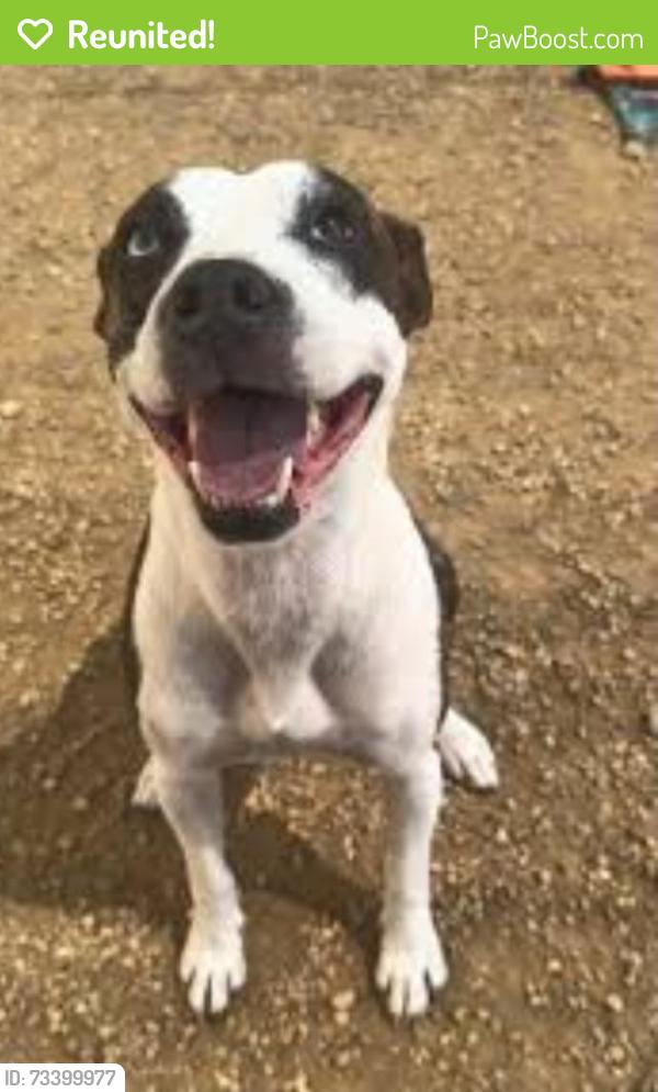 Reunited Female Dog last seen Via Montellano, Bonsall, CA 92003